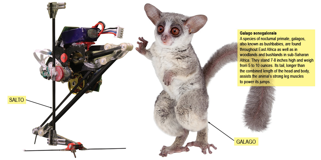 Salto leaping robot and a Galago