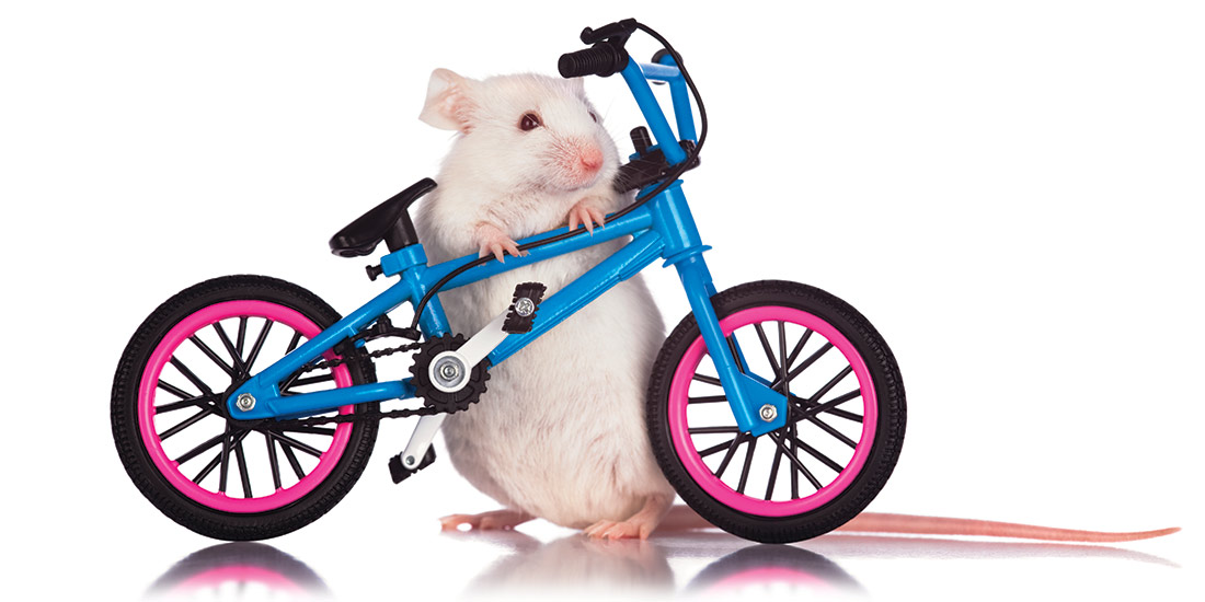 Mouse with a miniature bicycle