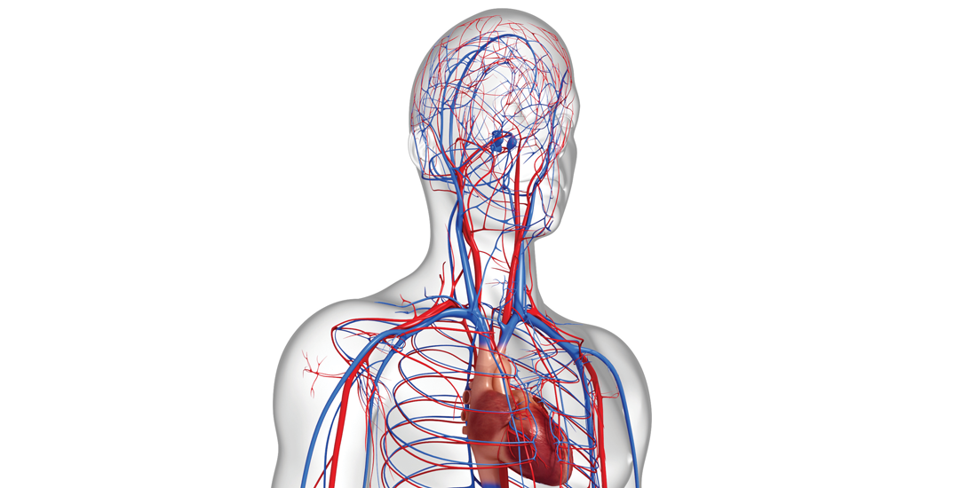 Illustration detail of human cisculatory system