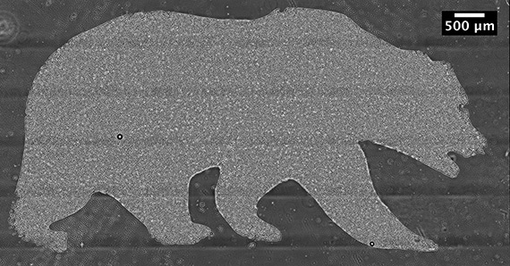 Cells sorted by electrical current into the shape of a bear