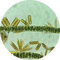 Water quality diatoms
