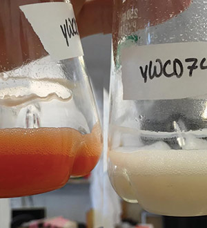 Yeast cells in beakers