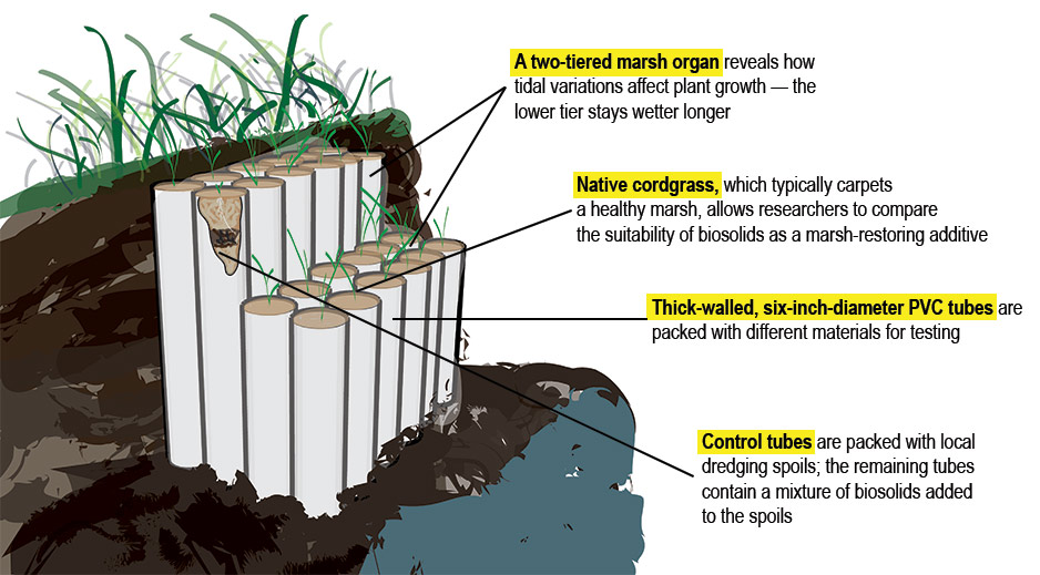 Diagram of two-tiered march organ, built of PVC tubes packed with different materials and planted with native cordgrass