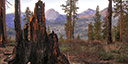 Burned area in Yosemite National Park