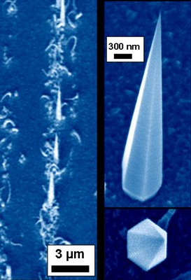 Gallium arsenide crystal nanoneedles grown on silicon, imaged by scanning electron microscope. PHOTO COURTESY THE RESEARCHERS