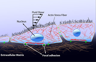Schematic shows endothelial cells subjected to shear forces of blood flow.