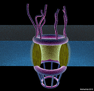 Schematic shows cytoplasmic filaments at the top of the nuclear pore complex and its characteristic nuclear “basket” at the bottom. 