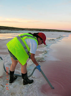 TICKLING THE PINK: Banfield lab graduate student Karen Andrade prepares equipment for sample collection during a time-series experiment at Lake Tyrrell in southeastern Australia. Researchers were testing for circadian-like rhythms in a natural microbial community. COURTESY JILLIAN BANFIELD