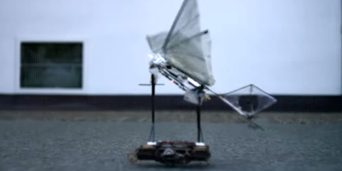 Robotic coackroach launching a bird-like robot