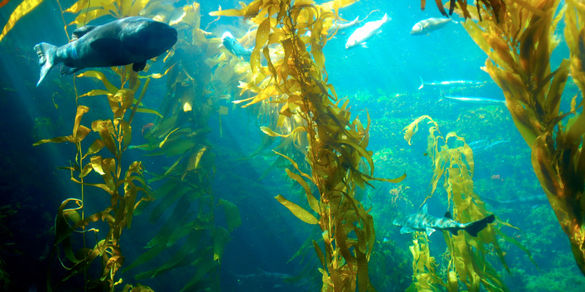 Underwater kelp