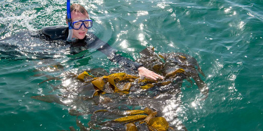 Grad student collecting kelp