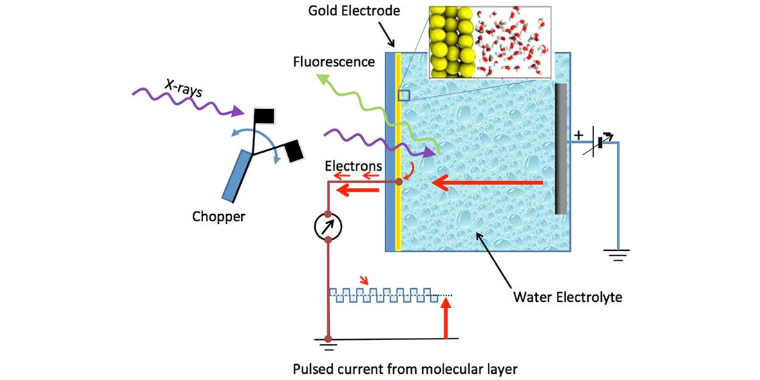 Schematic of an electrochemical cell, with a gold electrode and water electrolyte
