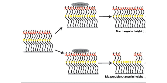 Creation of protein-based polymer brush