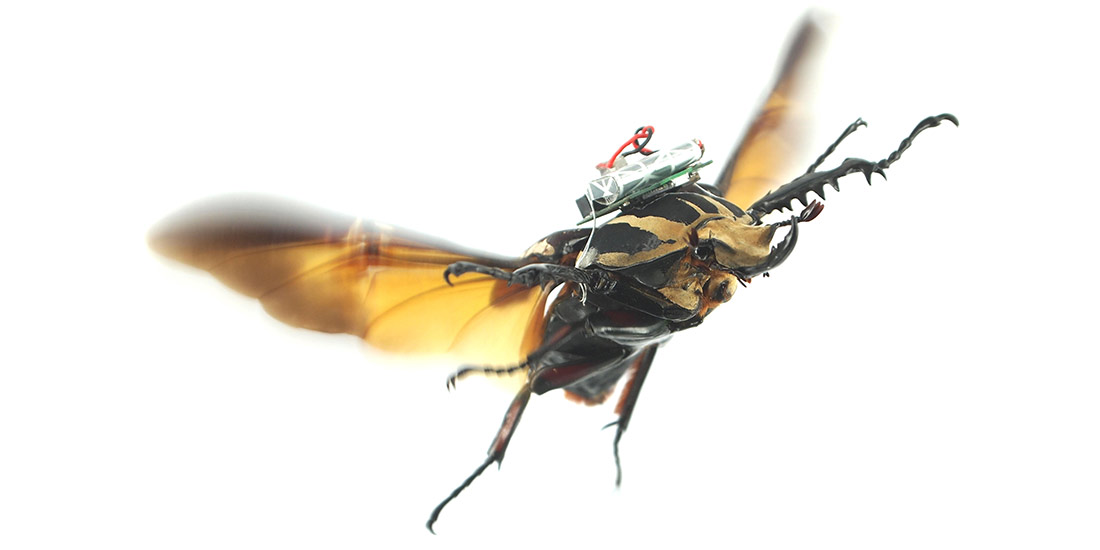 Flying remote-controlled beetle
