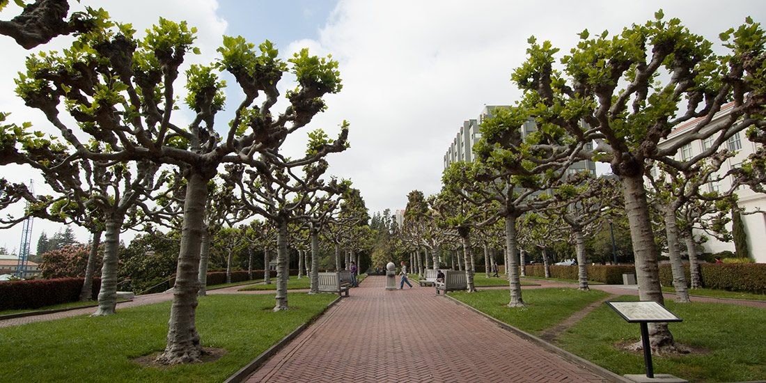 London plane trees on the Campanile esplanade