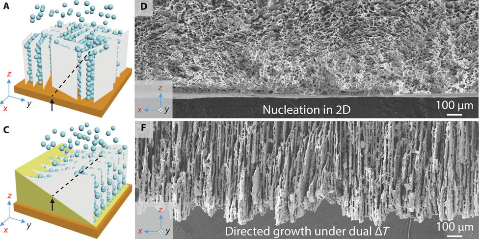 Microscopic images of conventional and bidirectional freeze-casting