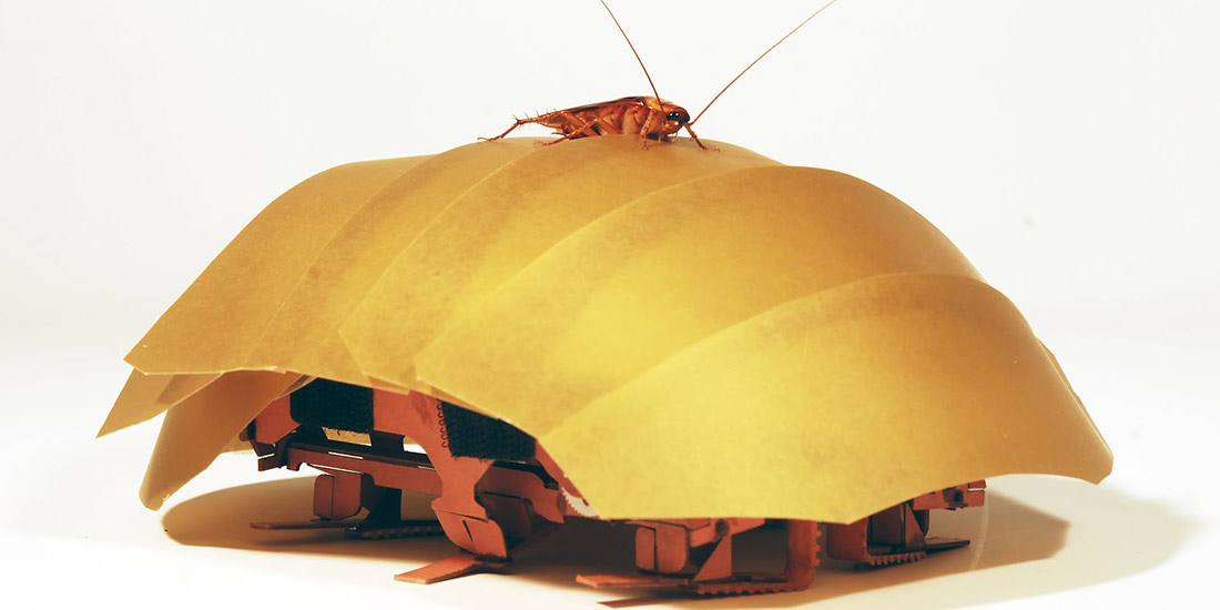Cockroach atop a rescue robot prototype