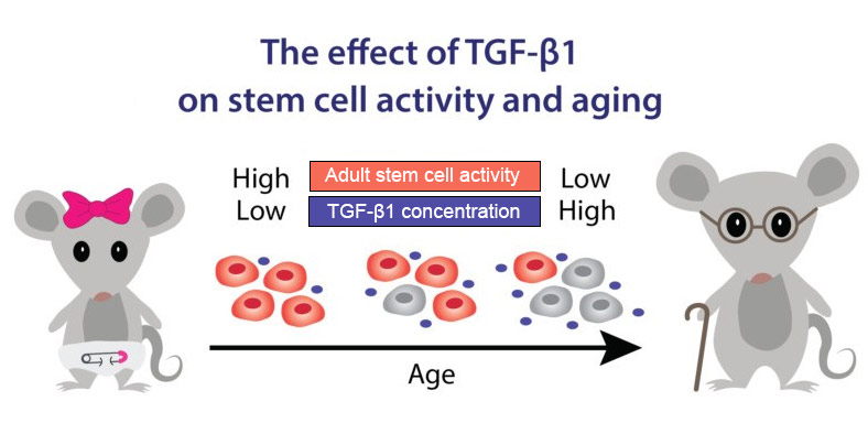 Diagram of the effect of transforming growth factor-beta 1 on stem cell activity and aging