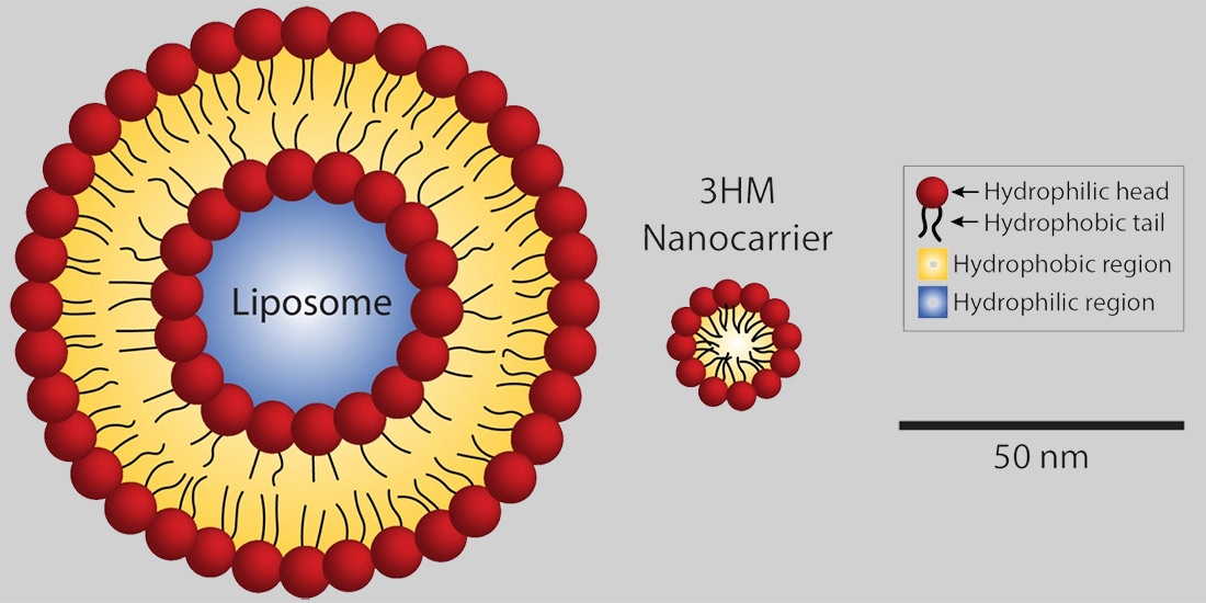 Size comparison of liposomes and 3HM nanocarriers