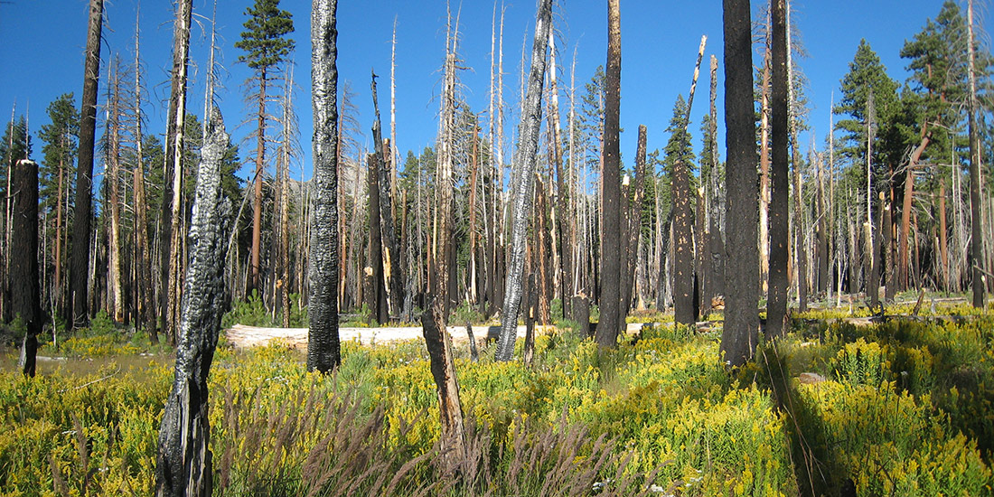 Fire-cleared area in Yosemite
