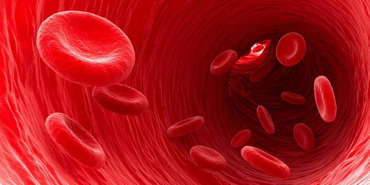 Illustration of flowing blood cells