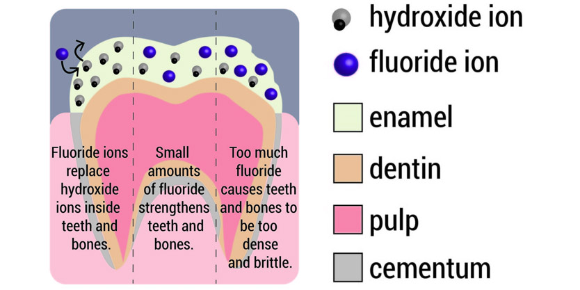 Diagram of fluoride effects ion teeth