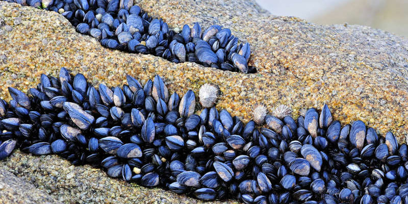 Mussels clinging to a rock