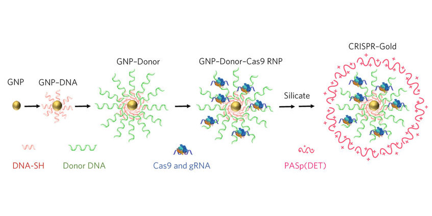 Diagram of CRISPR–Gold nanoparticle delivery