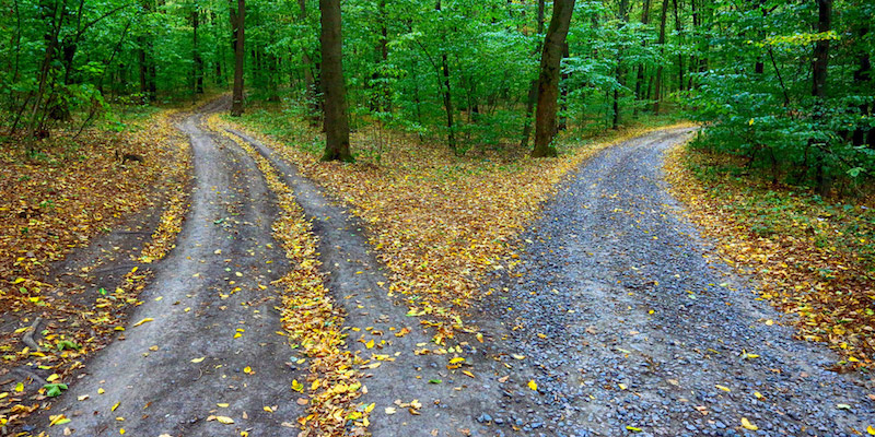 Roads dividing in a forest