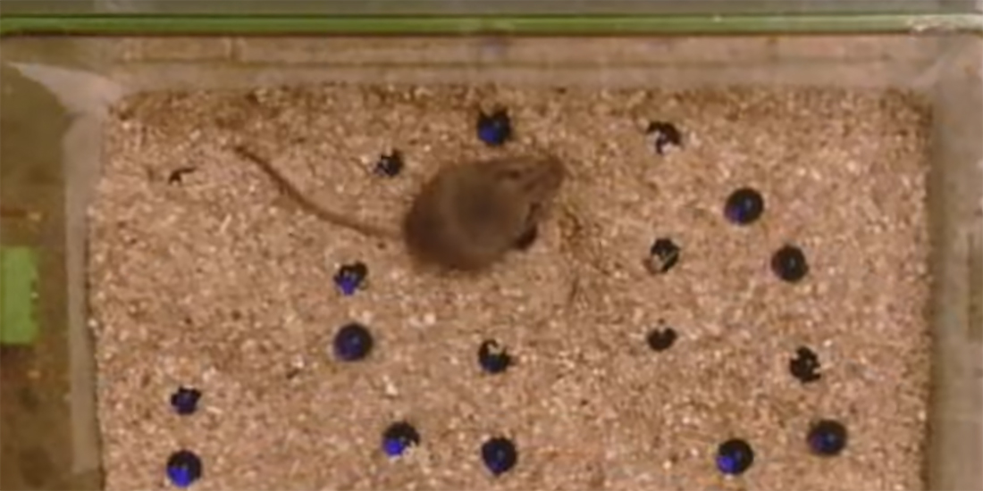 Mouse exhibiting repetitive digging behavior