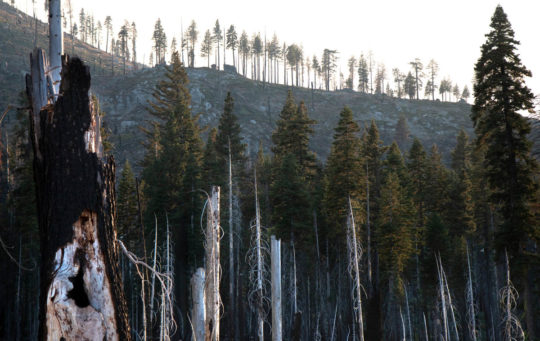A burned treelline, left over from summer 2018’s Ferguson Fire, overlooks Illilouette Creek Basin in Yosemite National Park