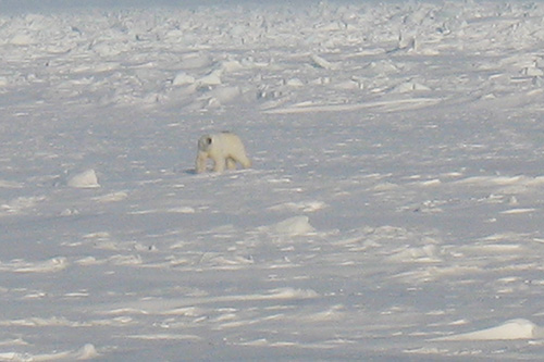 Polar bear camouflaged amid snow and ice