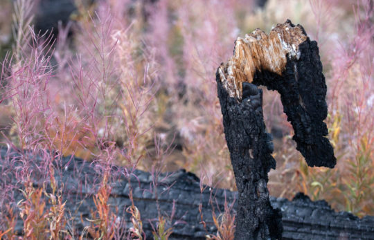 Colorful plants spring up around the charred remains of trees scorched in the past summer’s Ferguson Fire.
