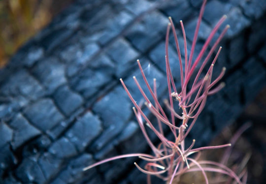 A colorful plant grows near a charred log scorched in the past summer’s Ferguson Fire.