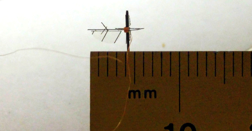 Microfly and ruler