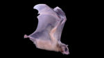 Flying fruit bat