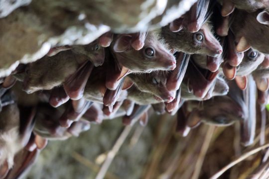 Egyptian fruit bats roost together in a crevice