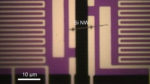 Optical microscopy image of silicon nanowire