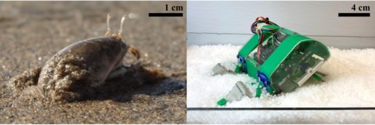 Image of Pacific mole crab in wet sand at the beach, on the left; image of mole crab-inspired robot in dry granules used for testing, on the right.