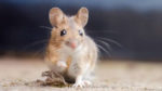 stock photo of a brown mouse