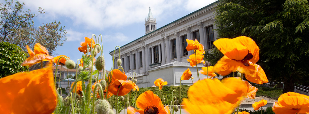 Poppies growing near Doe Library