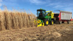Photo of farm machine harvesting miscanthus, a quickly-growing grass that can be used as a bioenergy crop or harvested, salted and buried to sequester the carbon it took in from the atmosphere.