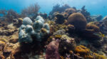 Photo of various coral species living in the ocean.
