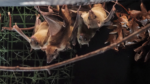 Photo of highly social Egyptian fruit bats in a tightly clustered group.