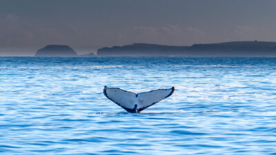 Photo of a whale's tail poking above the ocean's surface.