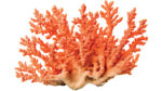 orange Staghorn Montipora coral