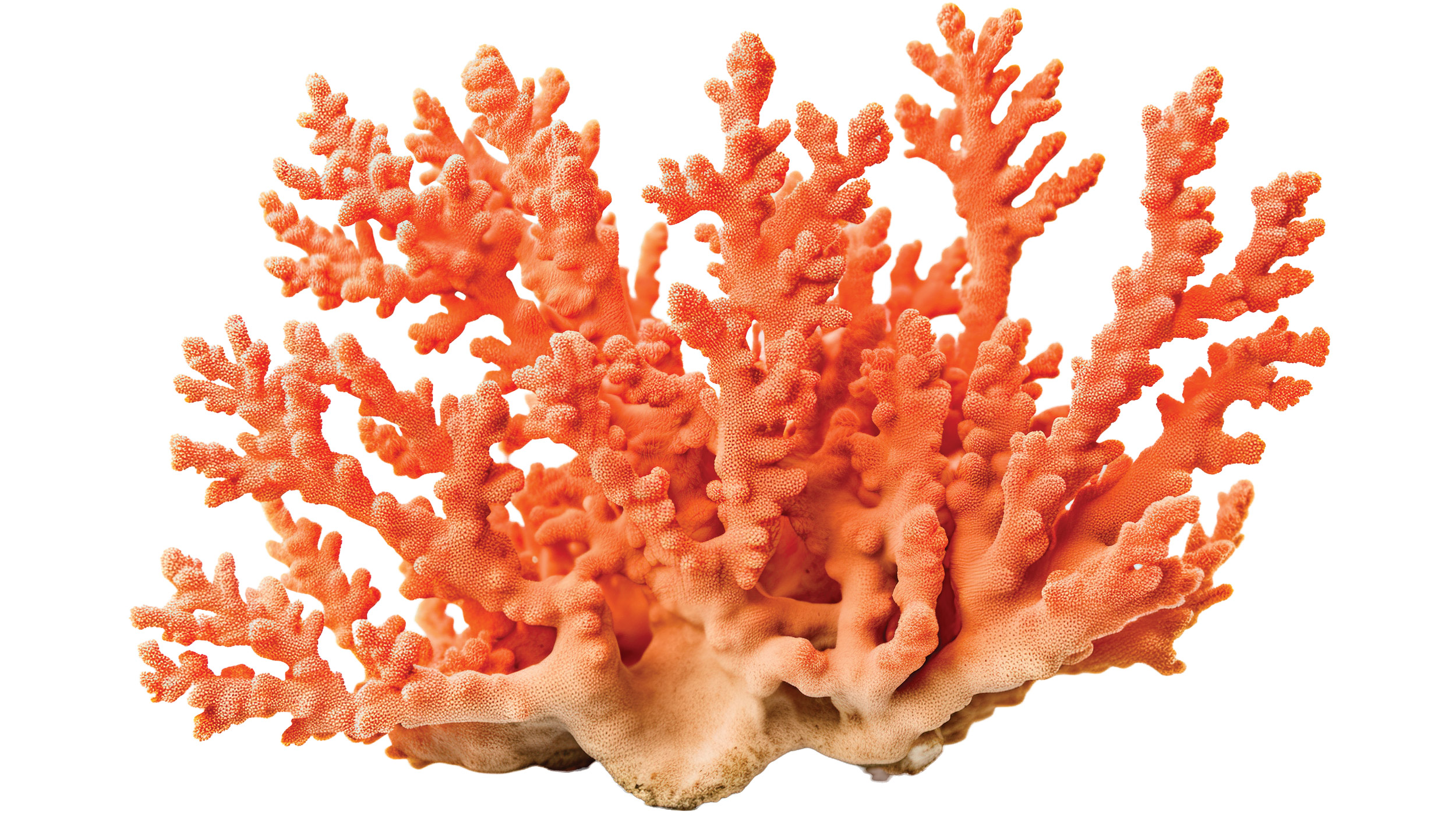 Staghorn Coral, Online Learning Center