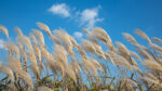 White pampas grass flowers on the riverside swaying in the autumn wind