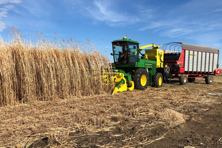 Fam machine harvesting miscanthus, a quickly-growing grass that can be used as a bioenergy crop or harvested, salted and buried to sequester the carbon it took in from the atmosphere.
