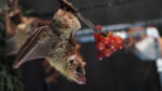 Photo of Egyptian fruit bat clinging to branch. A new study finds that the part of bats’ brains that controls vocalizations has the same neural and genetic machinery as the part of the human brain that controls speech, making bats ideal candidates for understanding speech development and pathology.